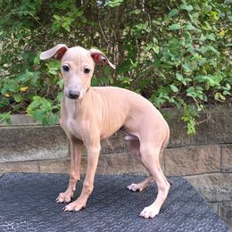 Elio - Fawn male Italian Greyhound puppy in Duncanville, Texas from Oremor's