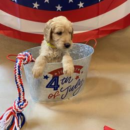 Goldendoodle Puppies from Dhalia’s Doodles