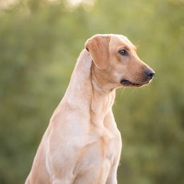 Britney - Labrador Retriever