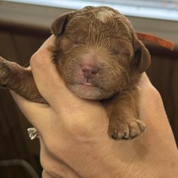 Blaze - Red  male Poodle puppy in Mount Vernon, Illinois from AMC Poodles