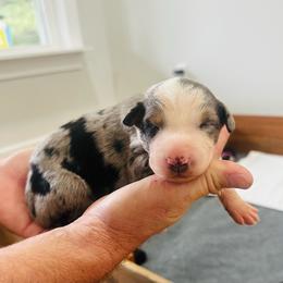 Rhett - Blue merle male Australian Shepherd puppy in Mckenzie, Tennessee from Whispering Iris Aussies