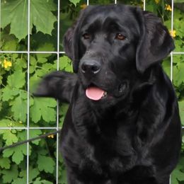 Mochi - Labrador Retriever