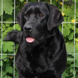 Mochi - Labrador Retriever