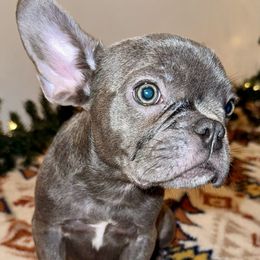 French Bulldog Puppies from Southern Class Frenchies