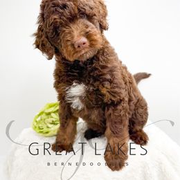 Haystack - Brown male Bernedoodle puppy in Baroda, Michigan from Great Lakes Bernedoodles