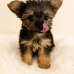 Guinness - Blue and gold male Morkie puppy in Atlanta, Georgia from Cocktail Puppies