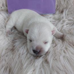 Purple Girl - White female West Highland White Terrier puppy in Macy, Indiana from Country Grove Breeding LLC