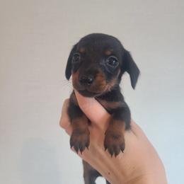 KitKat - Black and tan female Dachshund puppy in Okeechobee, Florida from Far Far Away Dachshunds