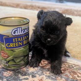 Belle - Black female Pomeranian puppy in Comer, Georgia from HillTop Pomeranians ✨