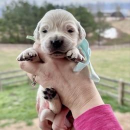 Miss Teal - Light golden female Golden Retriever puppy in Jasper, Tennessee from Suncoast Goldens