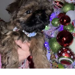 Boy 2 - Red male Shih Tzu puppy in Lansing, Michigan from Cherie’s Purebred Shih Tzu’s