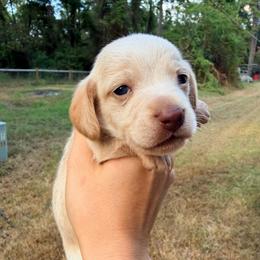 Josie - Dapple female Dachshund puppy in Onalaska, Texas from Smokey Pines Dachshunds
