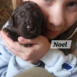 Noel - Brown and white female Aussiedoodle puppy in Powder Springs, Georgia from My Classy Doodles