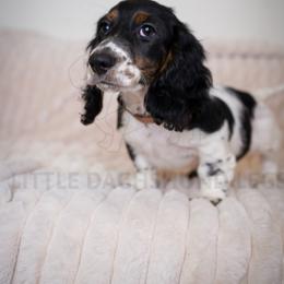 Fizz - Piebald male Dachshund puppy in Temecula, California from Naomi Magee's Dachshund Kennel
