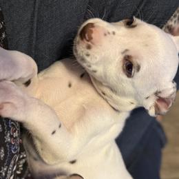 Lavender - White and liver brown female Dalmatian puppy in Hastings, Florida from Love My Spotty Dalmatians