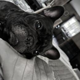 Birdie - French Bulldog