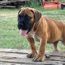 Boerboel Puppies from Dynasty Blue Ridge Boerboel