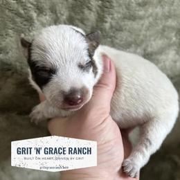 Australian Cattle Dog Puppies from Grit ‘n’ Grace Ranch