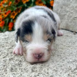 Honor - Blue merle male Australian Shepherd puppy in Loda, Illinois from Pilcher Farms