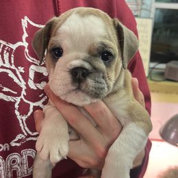 Fern - Fawn and white female Bulldog puppy in Clarinda, Iowa from Stimson Bulldogs