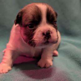 Prince - Fawn and white male French Bulldog puppy in Battle Ground, Washington from Ferguson's Bulldogs