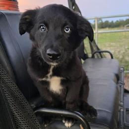 Hector - Black tri-color male Australian Shepherd puppy in Wrightsville, Georgia from Wild Magnolia Farms Aussies