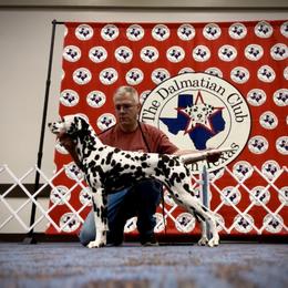 Dalmatian All Grown Up from HatTrick Dalmatians