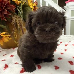 Theodore Bear - Chocolate, Liver Boy- pending - Liver male Shihpoo puppy in Whitehall 18052, Pennsylvania from Lilli’s Shih tzus and Shih poos