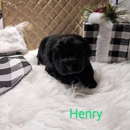 Labrador Retriever Puppies from Adirondack Labradors