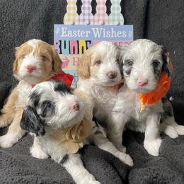 Goldendoodles from Darling Doodles