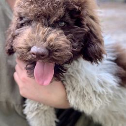 Cavalier King Charles Spaniel, Cavapoo, and Poodle Puppies from Loblolly Ranch