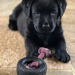 Labrador Retriever Puppies from Edgewood Farm Kennel