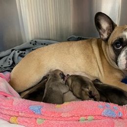 French Bulldogs from Kathy's French Bulldogs