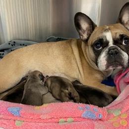 French Bulldogs from Kathy's French Bulldogs