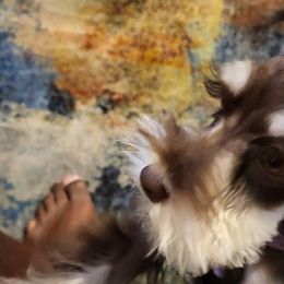 Miniature Schnauzers from Byrd's House