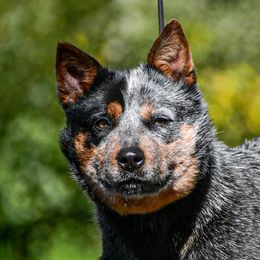 Millie - Australian Cattle Dog