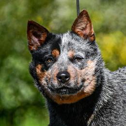 Millie - Australian Cattle Dog
