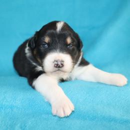 Nox - Black tri-color male Australian Shepherd puppy in Colorado from Firestone Australian Shepherds