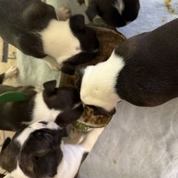 Boy 3 - male Boston Terrier puppy in Columbus, North Carolina from Bradley’s Bostons
