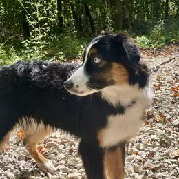 Remi - Black tri male Miniature Australian Shepherd puppy in Somerset, Kentucky from Natural Life Ranch