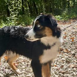 Remi - Black tri male Miniature Australian Shepherd puppy in Somerset, Kentucky from Natural Life Ranch