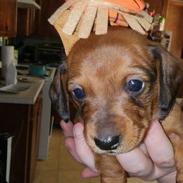 Boy 3 - Dachshund puppy in Pocahontas, Arkansas from Brasher-Davis Dachshunds