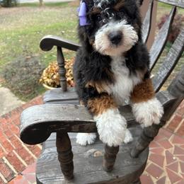 Bernedoodle, Cavapoo, Cockapoo, Goldendoodle, and Poodle Puppies from DoodleForever