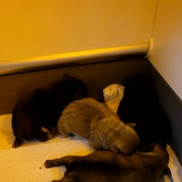 French Bulldog Puppies from 4 Leaf Frenchies