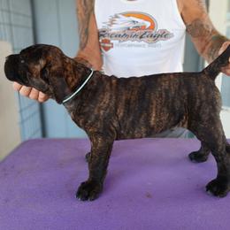Baby blue - Black brindle male Cane Corso puppy in Los Lunas, New Mexico from Top Gun Kennels NM
