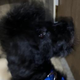 Jax - Black male Miniature Schnauzer puppy in Port Orchard, Washington from Silver Bells Miniature Schnauzers