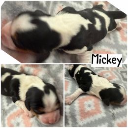 Mickey - Tri-color male Cavalier King Charles Spaniel puppy in Spring Hill, Florida from Wonderland Cavaliers