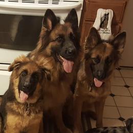 Dachshunds and German Shepherds from Sheree Richardson