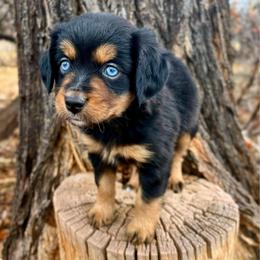 Armada - female Australian Mountain Doodle puppy in Randolph, Utah from Dry Canyon Pups