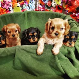 Cavalier King Charles Spaniel Puppies from Liberty Acres Kennels